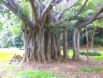 Renaco, árbol típico de la selva amazónica