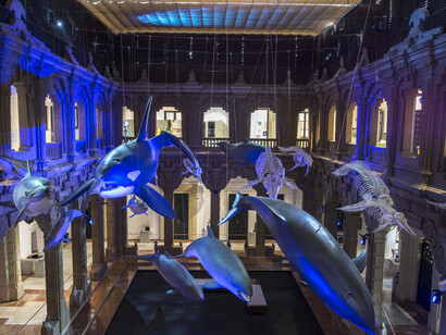 Cetáceos de Andalucía, vista de exhibición. Cortesía de Casa de la Ciencia