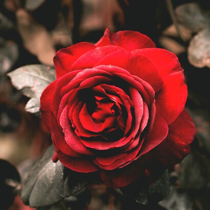 L’amore nasce dove accettiamo la fragilità, come forza che resiste senza pretendere di dominare