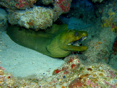 Una murena nascosta in una grotta sottomarina