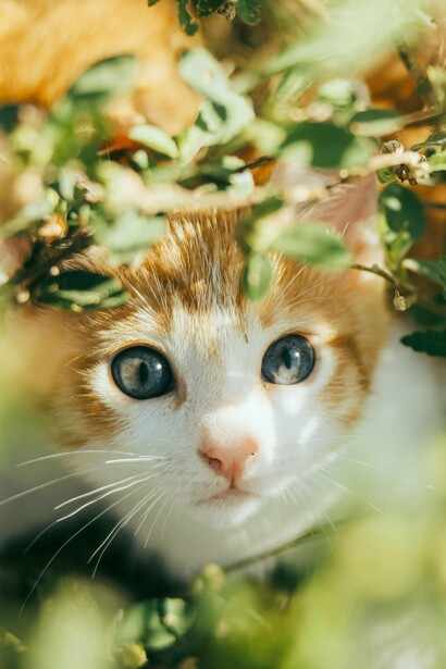 El Reiki fluye a través del cuerpo del animal, liberando bloqueos energéticos y restaurando el equilibrio natural