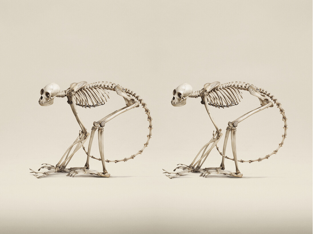 Jim Naughten, Red Faced Spider Monkey (Ateles Paniscus), The Grant Museum of Zoology (c) Jim Naughten