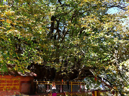 Kalpavriksha in Joshimath, vicino al tempio di Jyoteshwar Mahadev