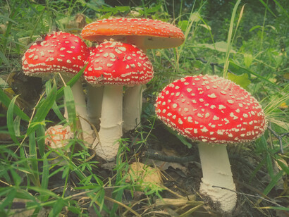 «Amanita muscaria», también conocido como matamoscas o falsa oronja, es un hongo considerado venenoso y enteógeno, de distribución cosmopolita