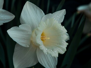 Nelle relazioni, il narcisismo spesso si manifesta come ricerca costante di conferme e difficoltà a riconoscere i bisogni altrui
