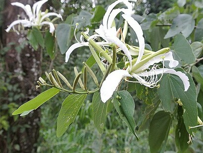 Bauhinia forficata, ou Orquídea Brasileira