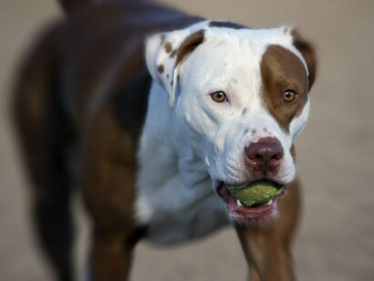 Pitbull