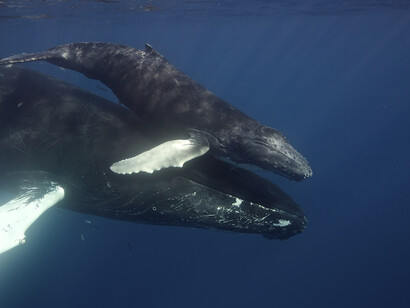 Hope for Humpbacks. Courtesy of Florida Museum of Natural History