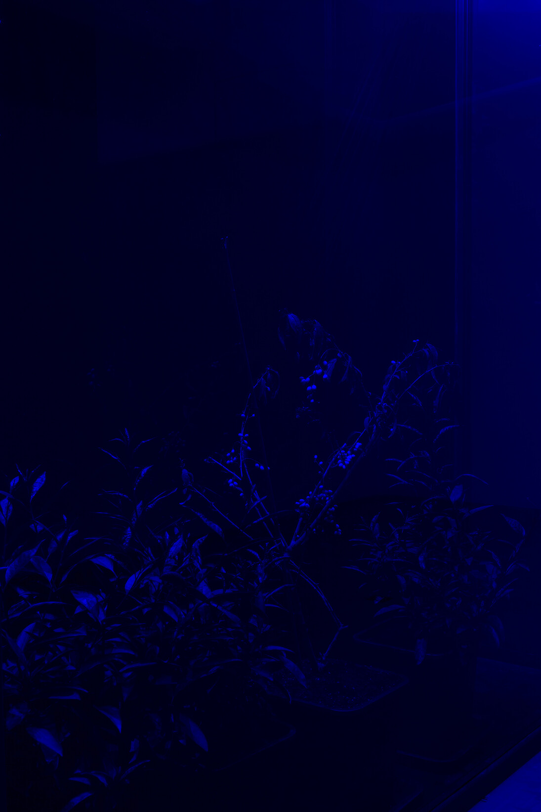 Hicham Berrada - Azur, 2014-2015, Papier Arche 300g tendu sur châssis, Chlorure de Cobalt, résistance, verre, 60 x 50 x 19 cm,- Celeste, 2014, Vidéo couleur. Ciel gris, fumée bleu ciel, 5 min 55 s, Vue de l’exposition « Paysages a circadiens », kamel mennour (6 rue du Pont de Lodi), Paris, 2015 © Hicham Berrada © Photo. Fabrice Seixas, Courtesy the artist and kamel mennour, Paris