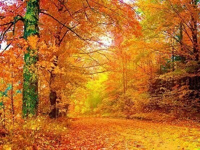 Viale di tigli