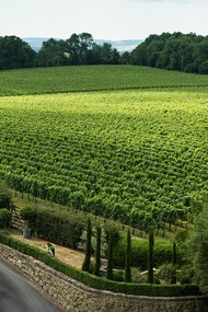 A beautiful and peaceful vineyard in Great Britain near the South East of England