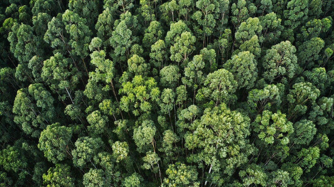 Rainforest