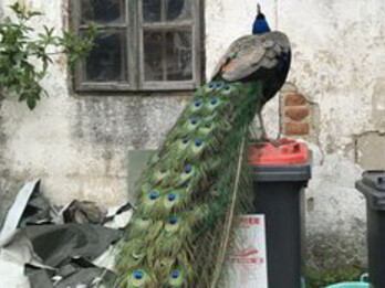 Iris Andraschek. Courtesy of Kunst Haus Wien