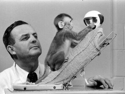 Gli esperimenti di John Bowlby con le scimmie