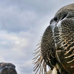 Wildlife Photographer of the Year. Courtesy of ROM