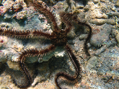 Ophiocomina nigra