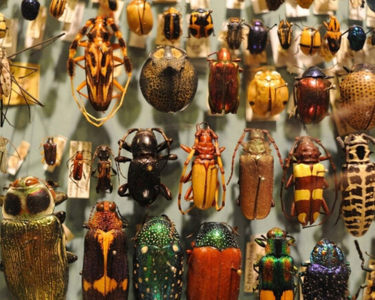 Arthropods. Courtesy of Harvard Museum of Natural History