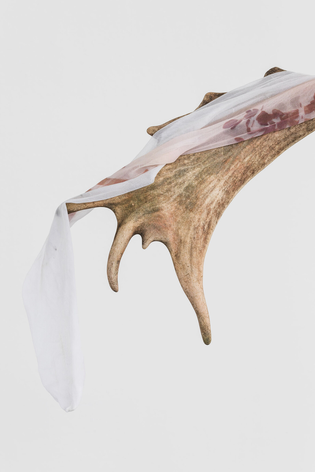 Luca Trevisani Il secco e l’umido, 2016 UV print on stockings, animal horn, plexiglas Photo: Delfino Sisto Legnani Courtesy the artist