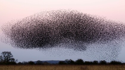 Stormo di uccelli nel cielo: "In un mondo che ci spinge talvolta verso il banale, la semplicità ci invita a riscoprire la bellezza dello stormo degli uccelli nel cielo, un assetto di volo semplice e insieme complesso. È un invito a vivere con grazia e consapevolezza, abbracciando l'essenza della vita in tutta la sua pura, chiara e semplice bellezza"