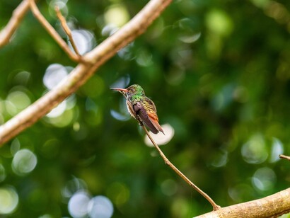 Uccello esotico in una foresta in Belize, America Centrale