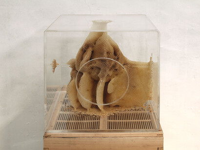 Ren Ri, Yuansu Series II＃6-17, 2013-14，Acrylic box, natural beeswax, 40 x 40 x 40 cm