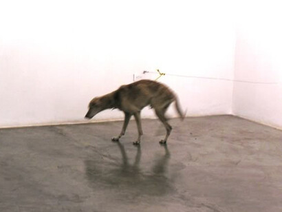 El perro de Hababuc, como el gato de Schrödinger