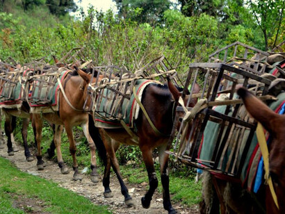 On the way to the Australian Camp © Anima Choudhury