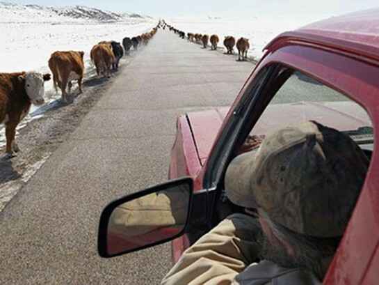 Lucas Foglia, Moving Cattle to Spring Pasture, Boulder, Wyoming, 2011, C-print: 23.5 x 30 inches