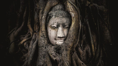 Cabeza de una estatua de Buda de arenisca. Se encuentra entre las raíces de un árbol junto a las capillas menores de Wat Maha That, Phra Nakhon Si. El templo es una de las atracciones fotográficas más populares de Ayutthaya. Patrimonio de la Humanidad por la UNESCO, antigua capital de Siam, provincia de Ayutthaya, Tailandia.

