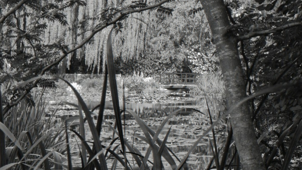 Monet's Water Garden, Shadow and Light. Courtesy of Soho Photo Gallery