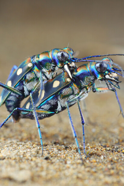 A mayor reproducción, más posibilidad de supervivencia de la especie