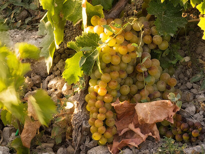 Vermentino grapes