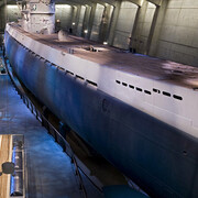 Elusive. Deadly.Captured. Courtesy of Museum of Science and Industry