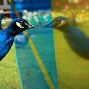 Sinta Tantra, The Eccentricity of Zero (Glass and vinyl; dimensions variable), Photographer: Iris Long