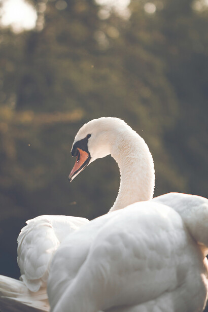 Simbólicamente, el cisne diurno es solar y macho mientras que el nocturno es lunar y hembra