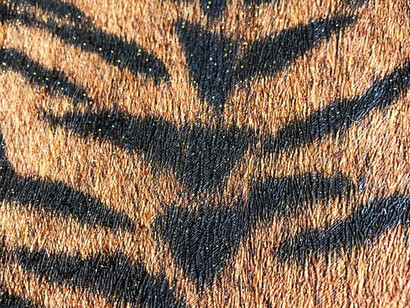 Piel de tigre