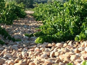 Un vigneto roccioso con galets roulés (grandi ciottoli levigati), emblematici della regione vinicola francese di Châteauneuf-du-Pape, Francia