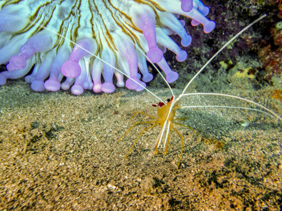 Anémona con cangrejo araña.  Foto: Ramón Pérez 