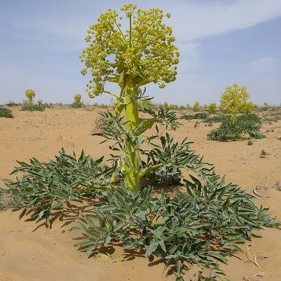 Ferula assa-foetida, è considerata come un sostituto meno efficace di un'altra pianta del genere Ferula, il silfio, ormai estinto