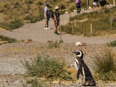 Durante la temporada de reproducción, la reserva Punta Tombo, en Argentina, puede albergar hasta 400.000 pingüinos