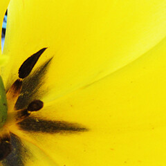 Alive Flora, Light, and Water in the Seattle Landscape. Courtesy of Frye