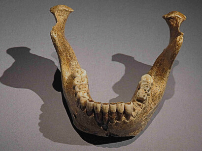 Mandibola di Mauer 1 (vista frontale)