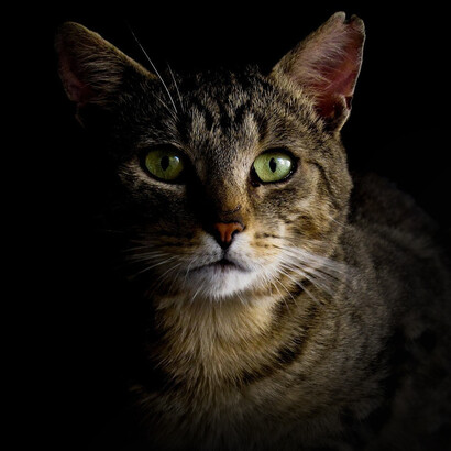 Nuvola, la jefa del clan, la 'mamma', la abuela y bisabuela de todos los gatos