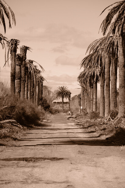 Ian Matusevicius, Del paisajes surgen huesos: Topografías de una sombra ausente, 8, 2024-2025. Cortesía de Galería Azur