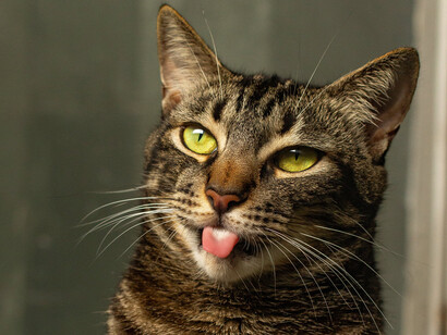 Il gatto di Cèline era un gatto tigrato europeo comune perlopiù randagio