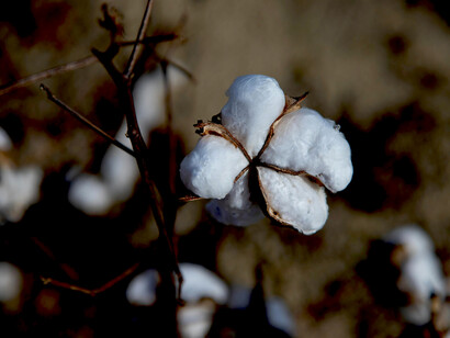 Close-up of cotton harvested from a regenerative farm, showcasing sustainable methods and the artistry of eco-friendly textile work