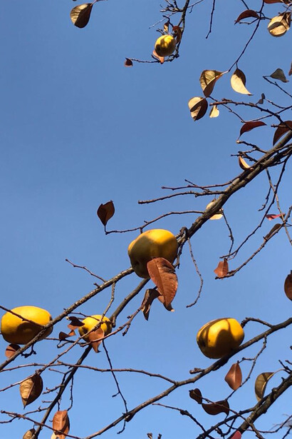 Frutti di melo cotogno in inverno 