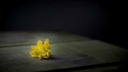 Canciones de la postrera edad