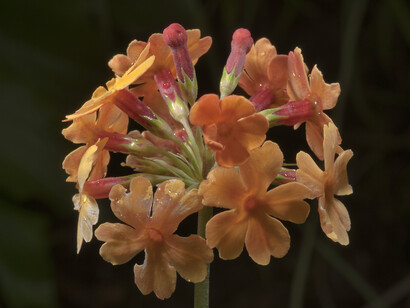 Primula (cultivar)