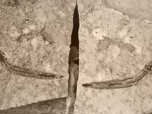 Fósiles de Bregmaceros